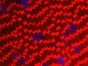 Forum 　　　Membersのイメージ